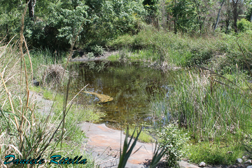 Qualche Pelophylax sp.! (prov. Caserta)